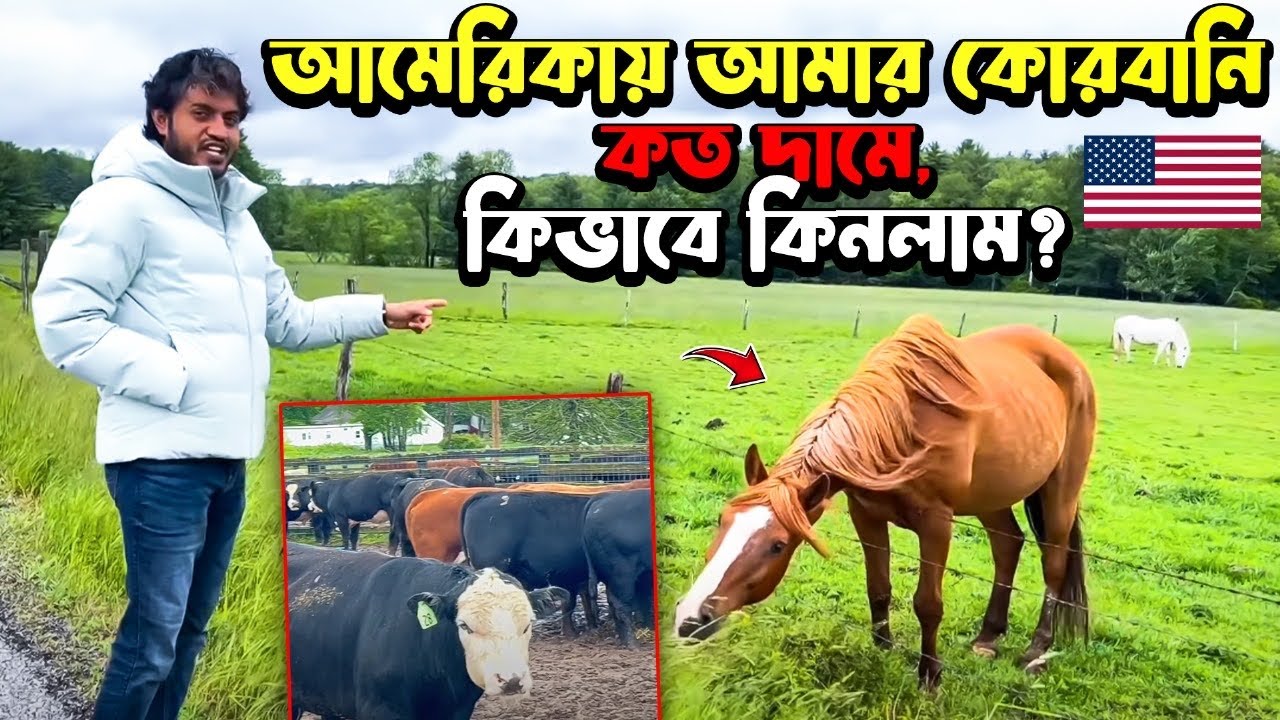 আমেরিকায় আমার কোরবানি কত দামে? কিভাবে কিনলাম?কই থেকে? Qunani America/Me n More