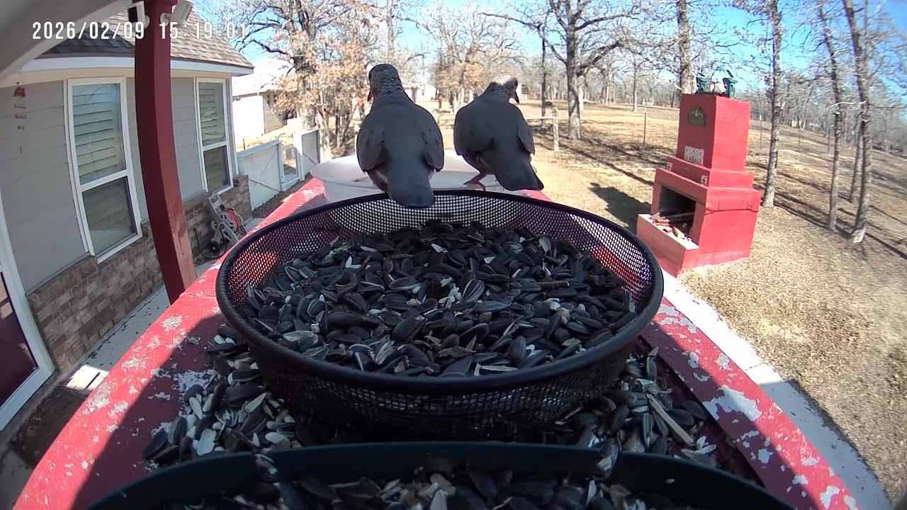 Thirsty Mourning Dove Couple 