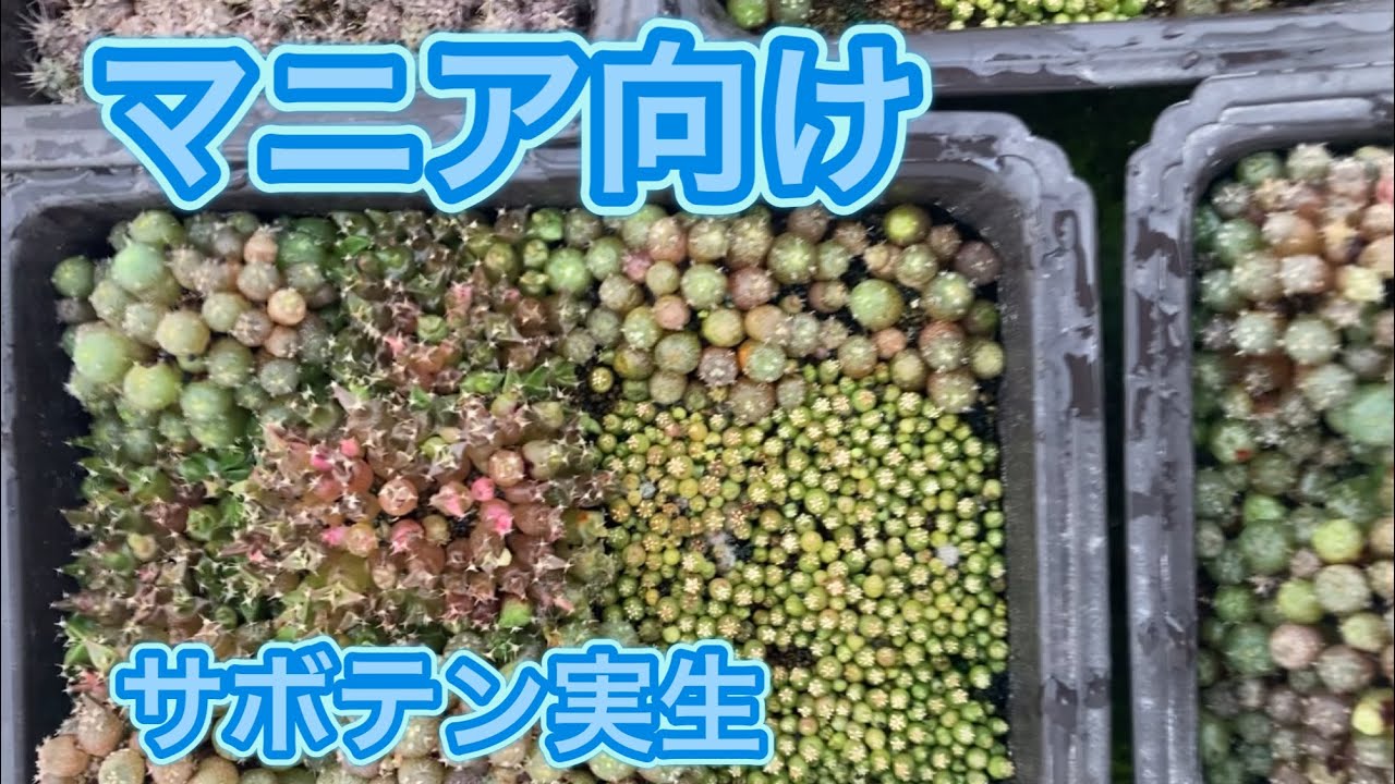 サボテン幼苗をただ眺める