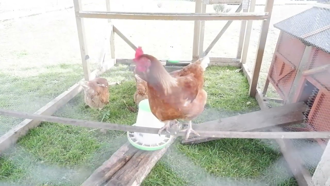 Life on the West Coast - Introducing my chickens