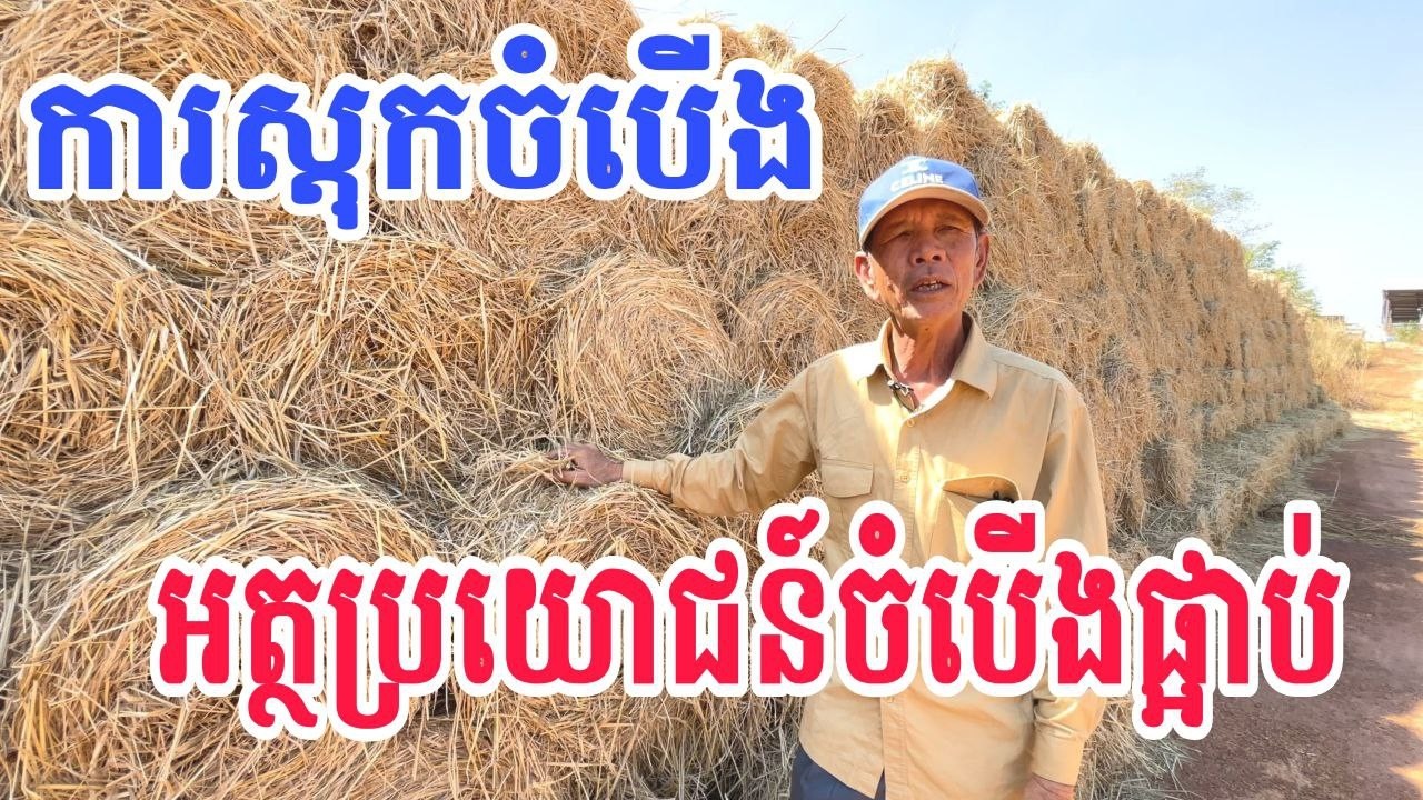 ការស្តុកចំបើងទុក និងអត្ថប្រយោជន៍ចំបើងផ្អាប់
