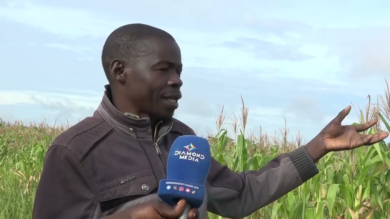 DRY SPELL IN KAWAMBWA CAUSES PANIC AMONG FARMERS