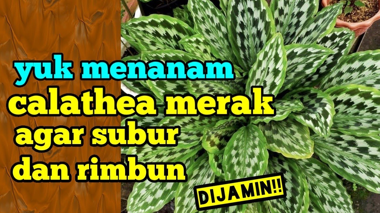 yuk menanam calathea merak agar subur dan rimbun