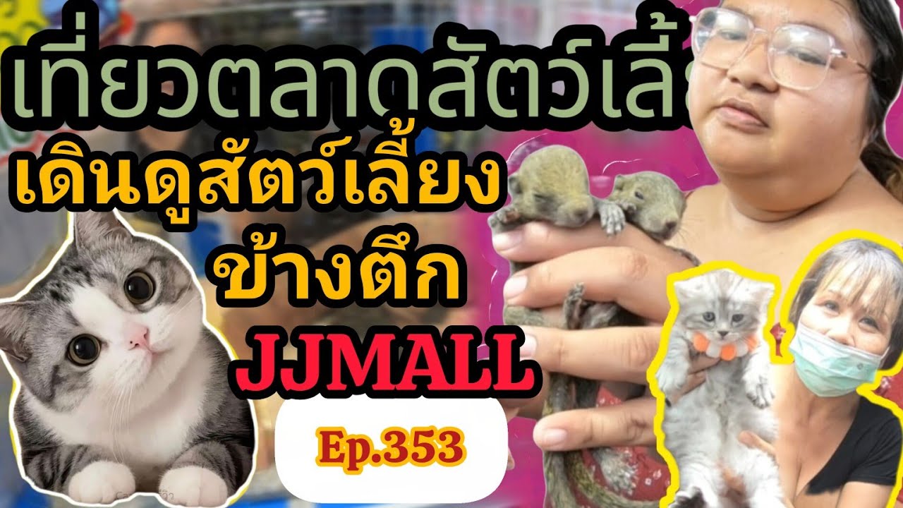 เที่ยวตลาดสัตว์เลี้ยง Ep.353 🥰🦜🐹 |บูธข้างตึกเจเจมอลล์| #ตลาดจตุจักร #Chatuchakmarket #36ในมาแรง
