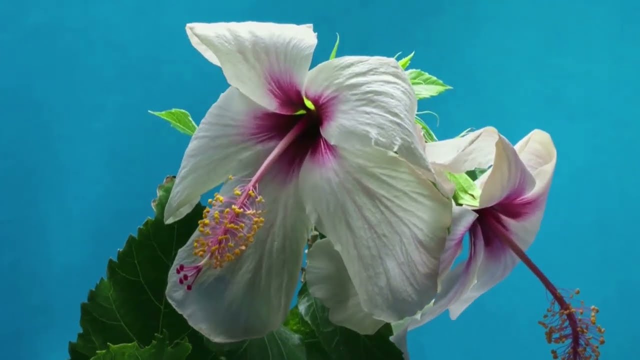 The Mathematics of Flowers  A Beautiful Equation