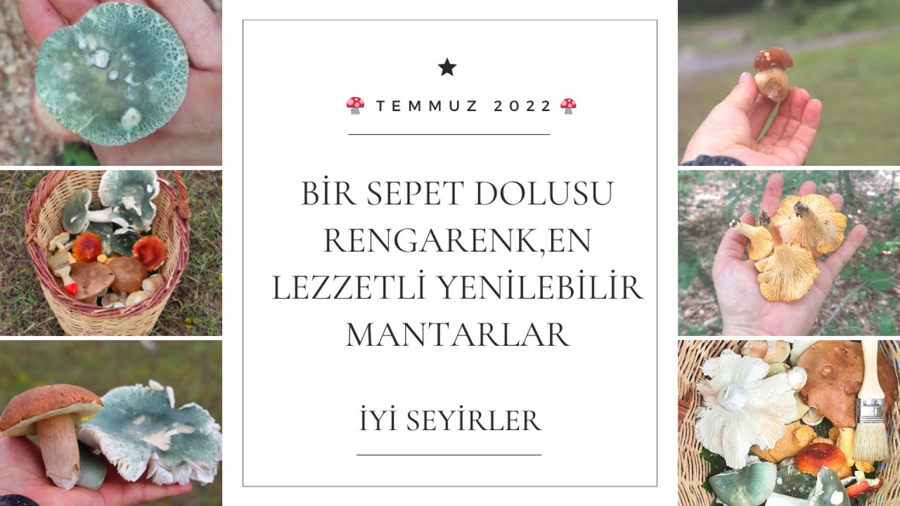 En Lezzetli Yenilebilir Rengarenk Mantarlar / Mantar Toplama / Doğal Mantar Avı 🍄🍄🍄    #mushrooms