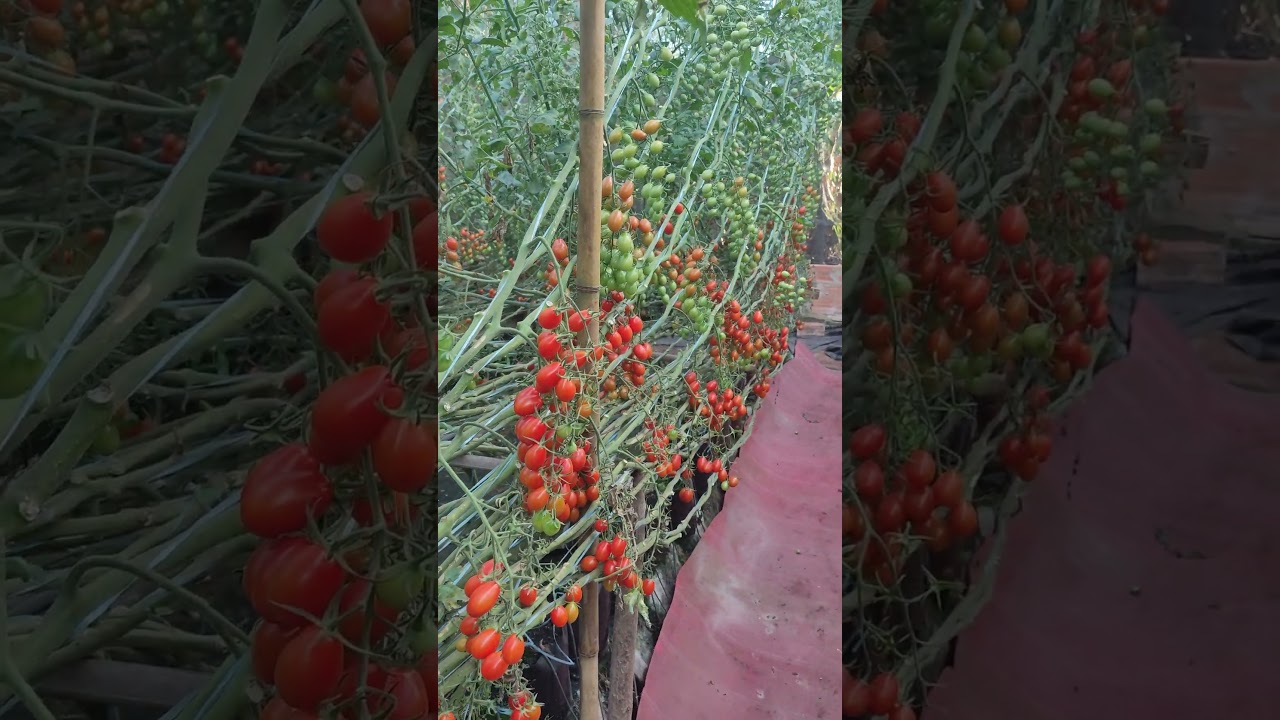 tomate cereja com 8 meses de produ&ccedil;&atilde;o