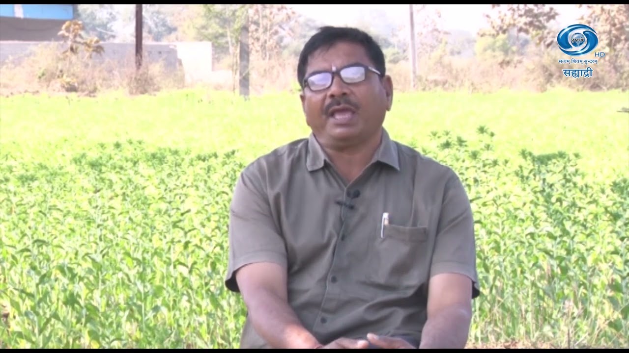 यशोगाथा  करडई लागवड | देवनांद चौधरी | प्रमोद पर्वते | HD | Krushidarshan | कृषीदर्शन | 21.01.2026