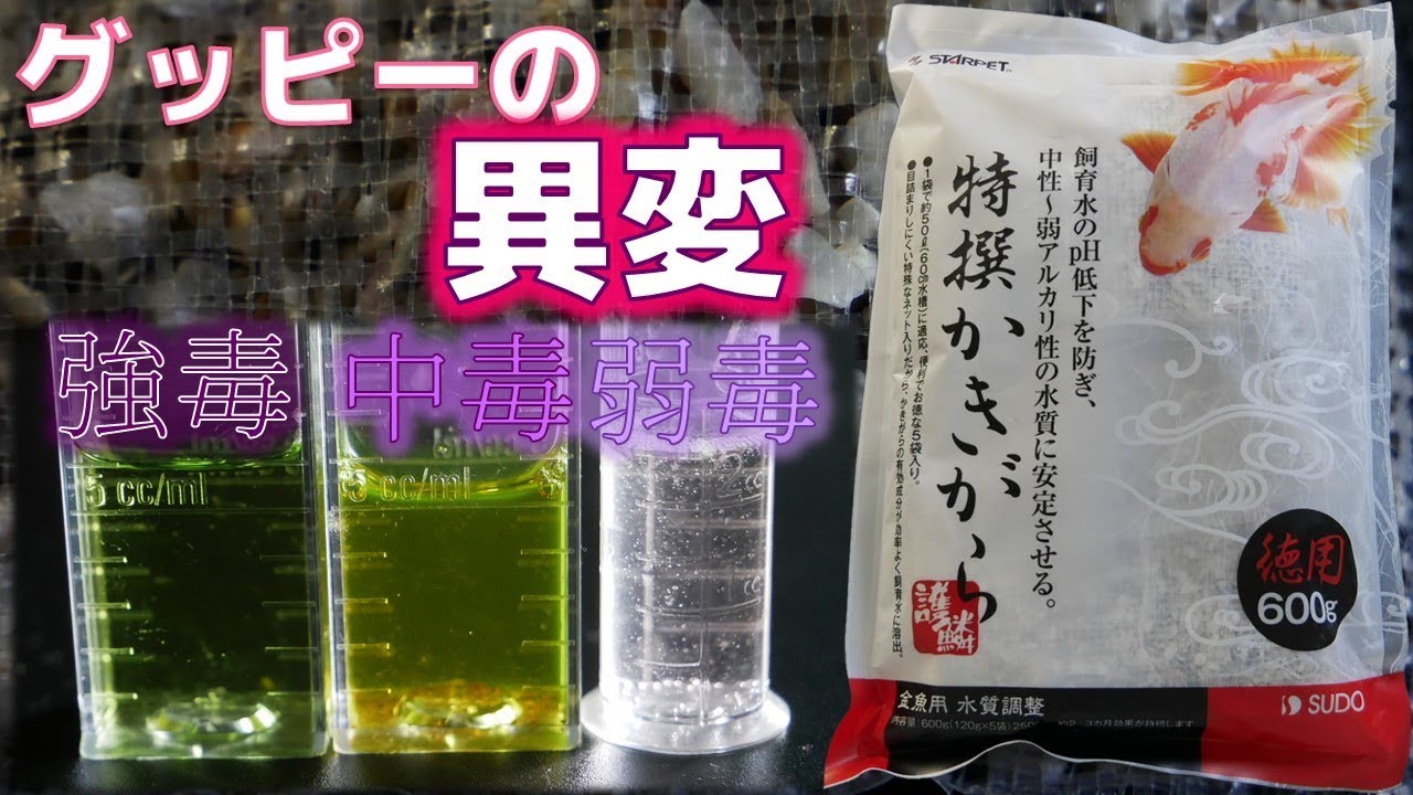 グッピーの様子がおかしい・・・毒濃度を検査してみると、謎が解けました。スドー特撰カキガラ600g【ふぶきテトラ】