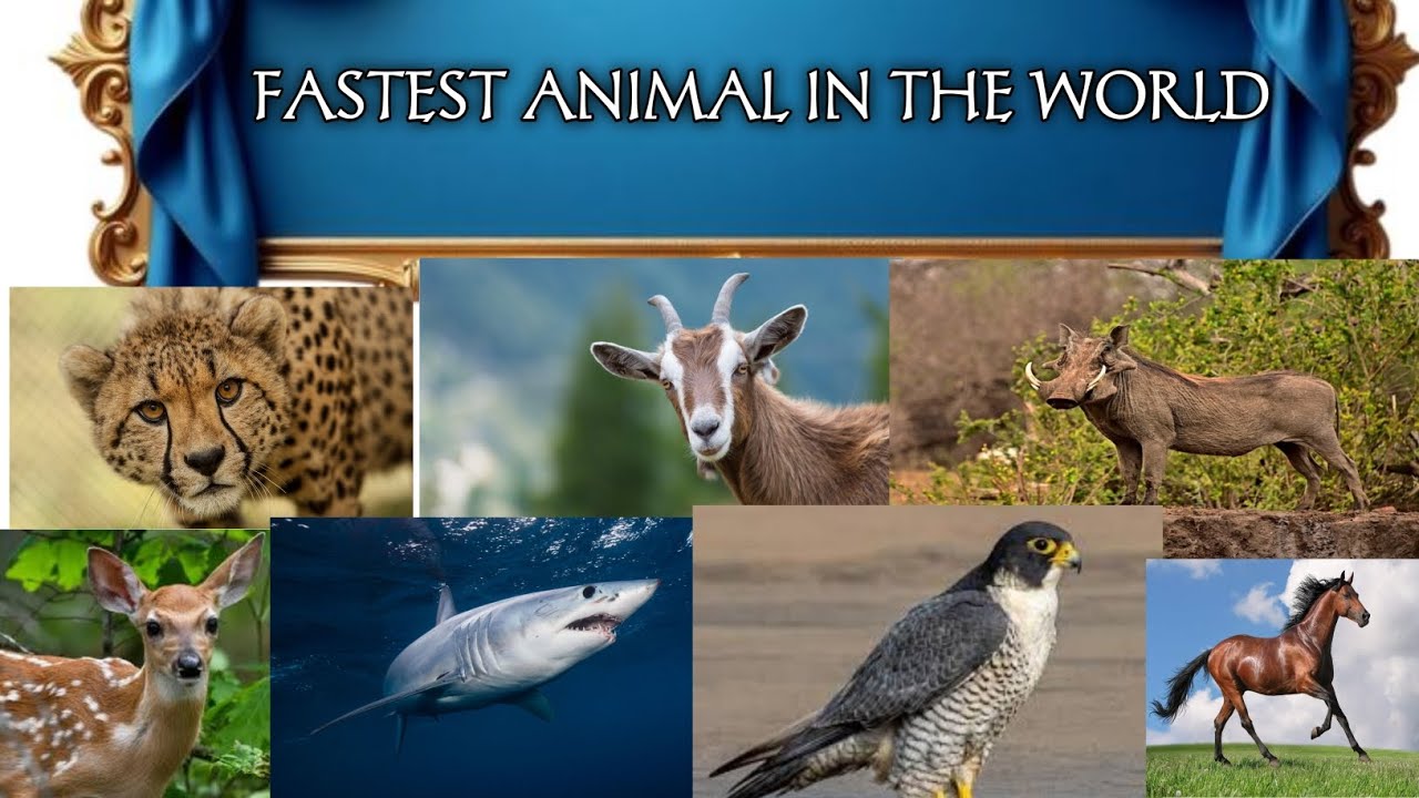 Fastest animals in the world _ educational video _ kids fun video 