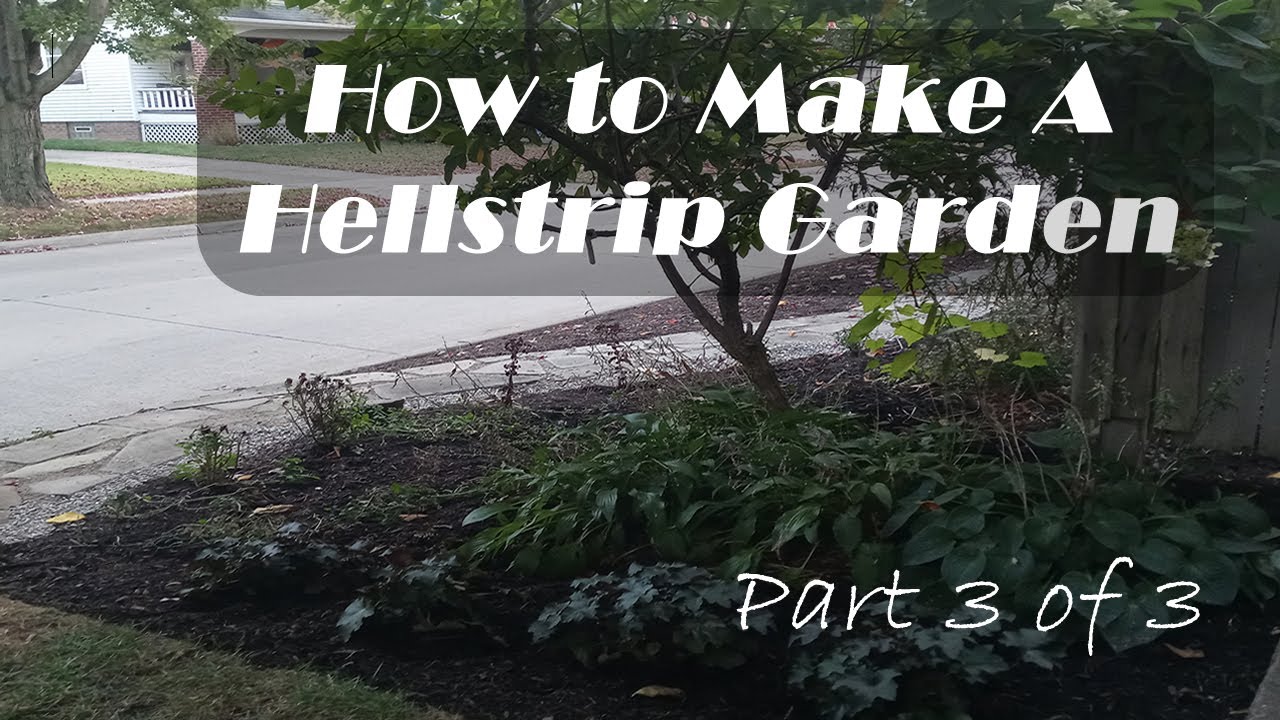 How to Make a Mostly Native Plant Hellstrip Garden. Part 3 of 3