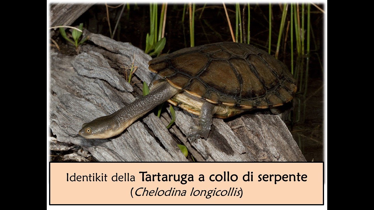 Tartaruga a collo di serpente (Chelodina longicollis)