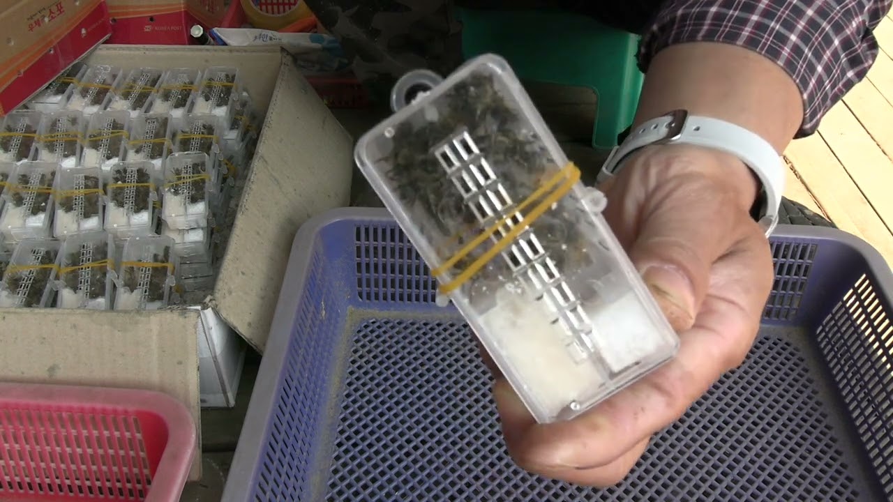 카니카 비(carnica bee) 택배 보내는 방법및 주의사항...#여왕벌분양