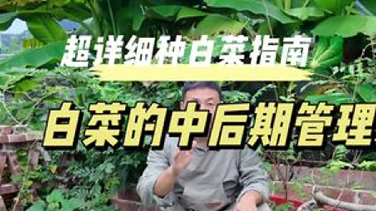 白菜的中后期管理 在家种好白菜也是一门学问，活到老学到老，在家种出又香又嫩的大白菜，可别说多开心了！#有机种植 #蔬菜种植 #种植小技巧 #姿势决定健康 #白菜种植技巧