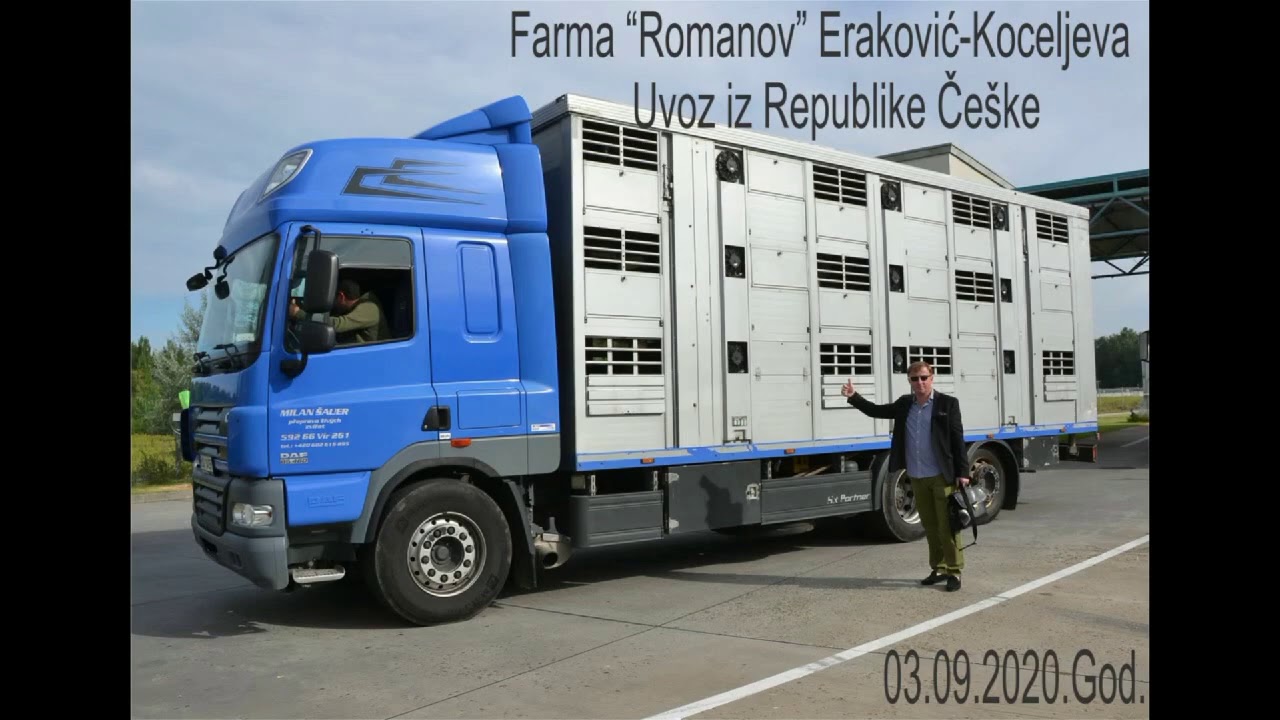 Romanovska ovca -Uvoz 2020 iz Republike Če&scaron;ke -Farma Romanov Eraković