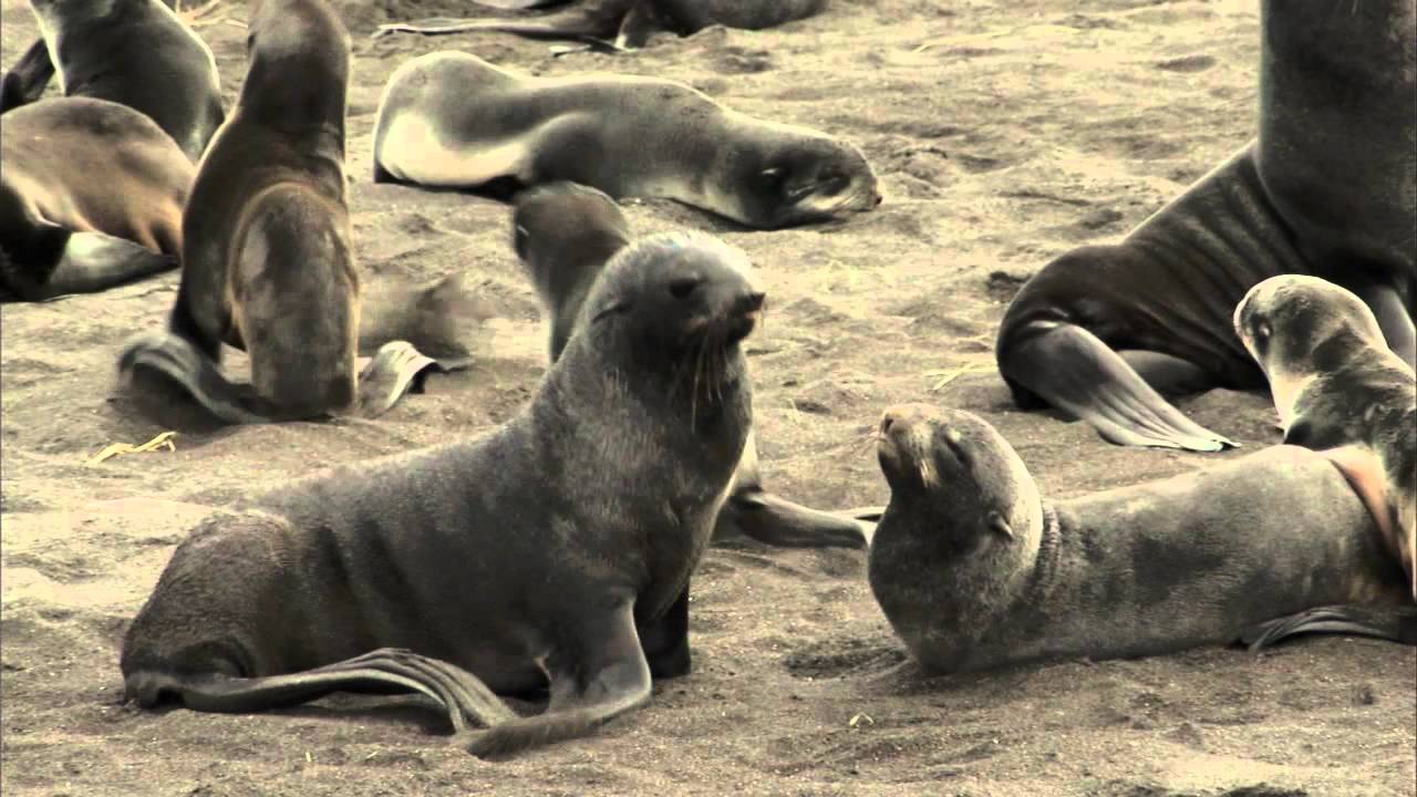 Northern Fur Seal Curriculum Activity 1.4: 