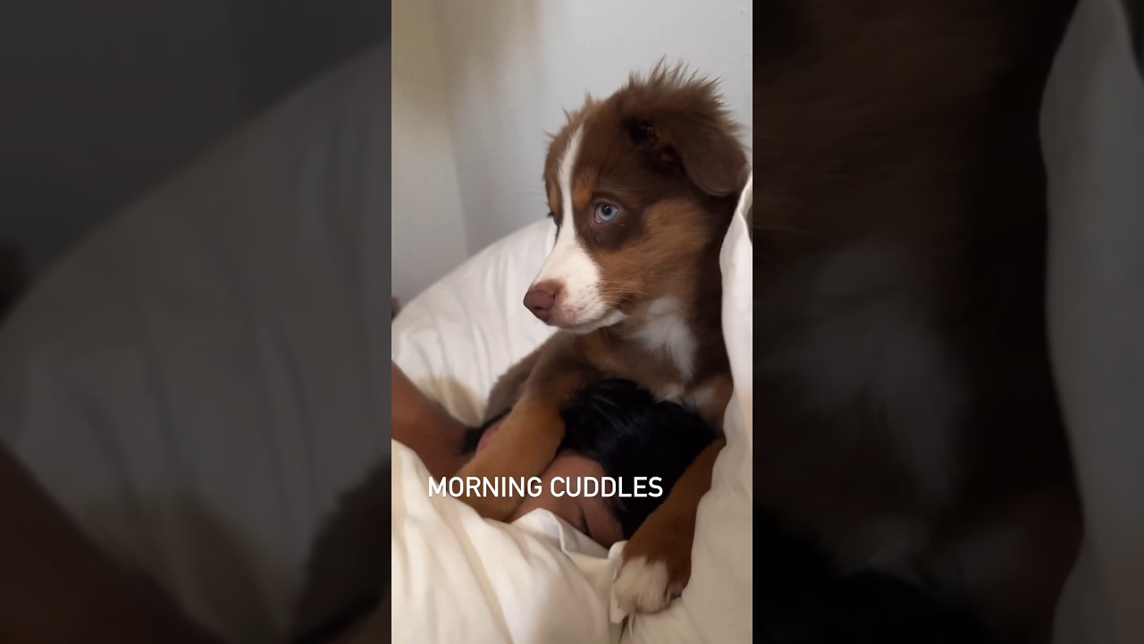 Morning cuddles #dog #puppy #doglover #shorts