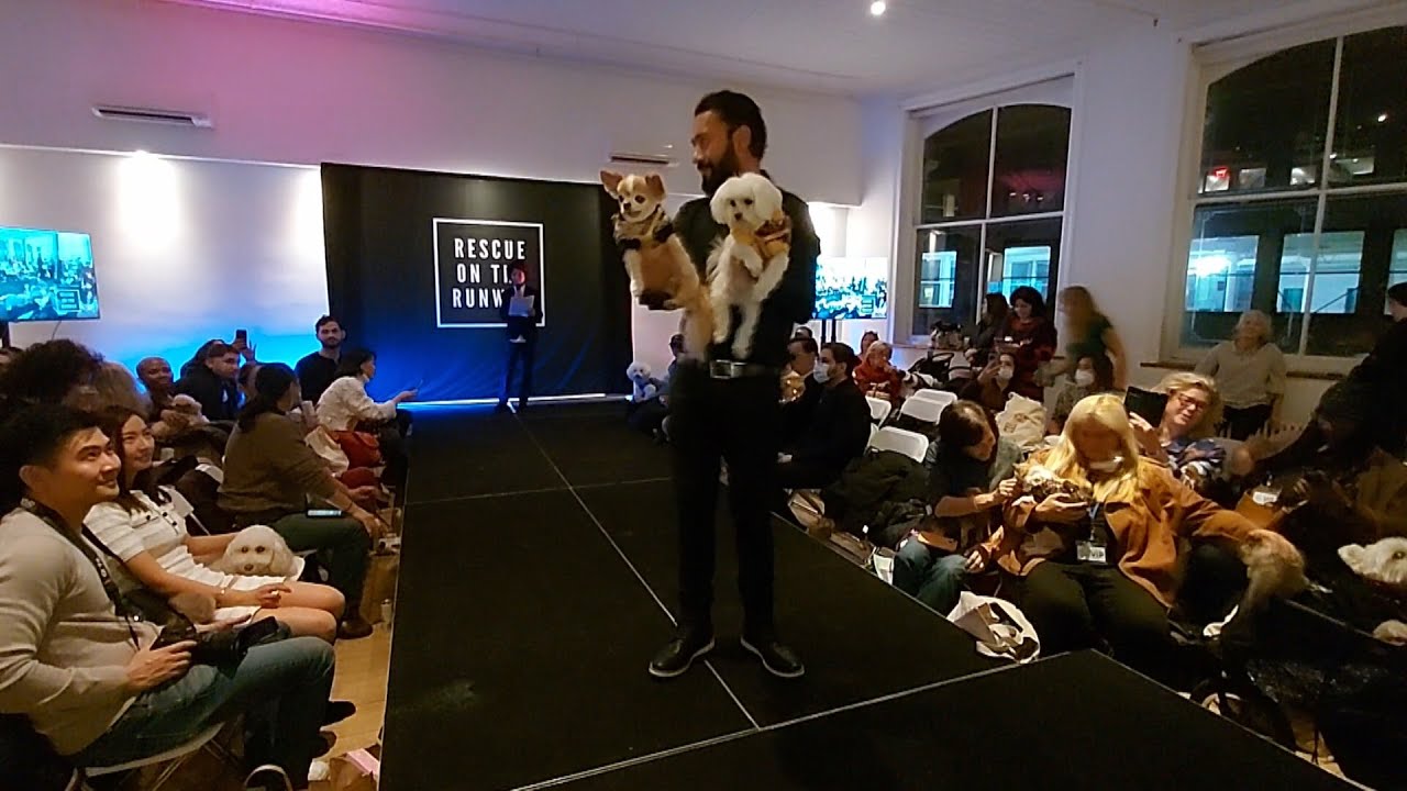 All For Animals #78: Rescue On The Runway