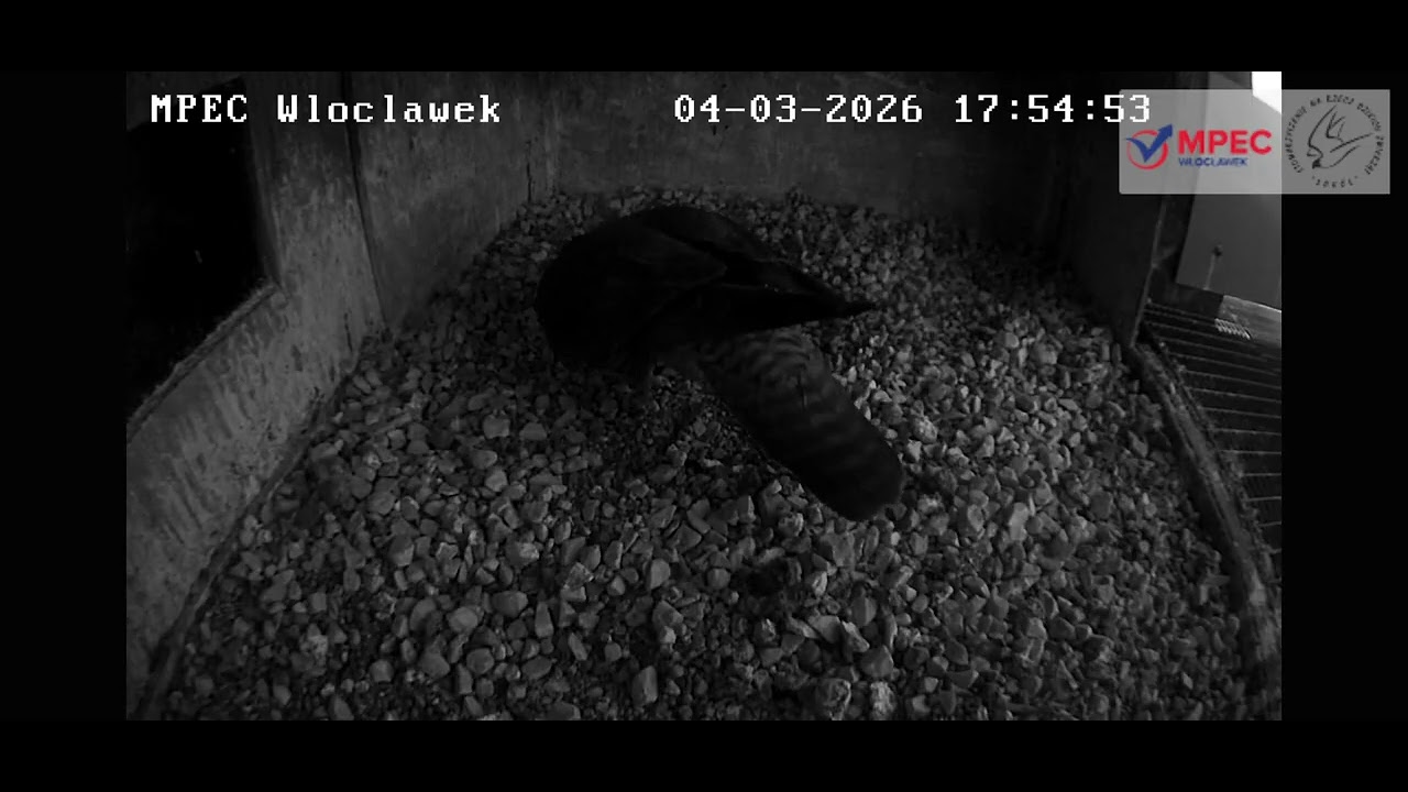 MPEC WŁOCŁAWEK _ 04.03.26 samica sprawdza podłoże w gnieździe,  już pora na jajko