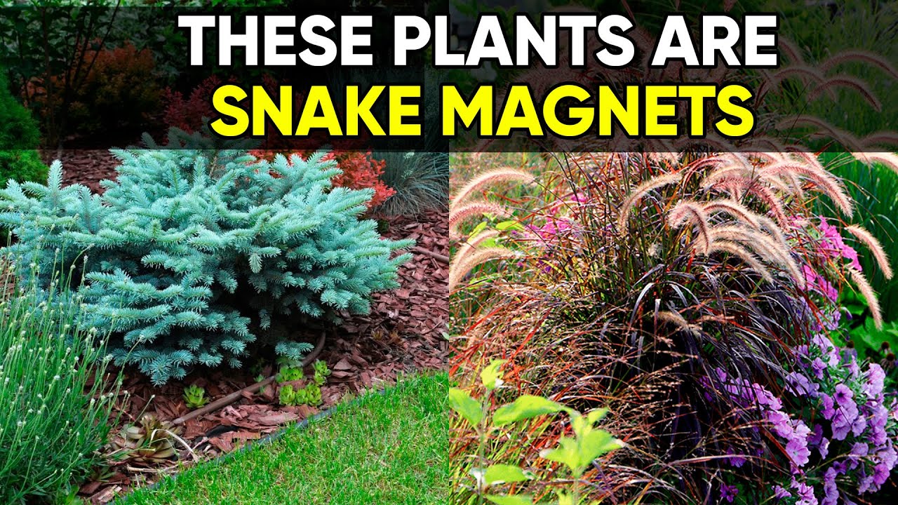Avoid These 7 Plants If You Don’t Want Snakes Near Your Home