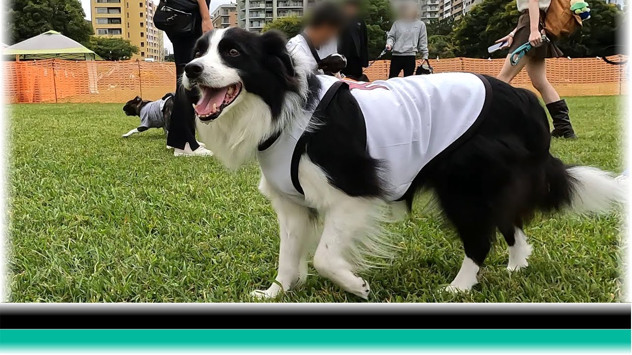 特設ドッグランでエアおやつを楽しんだボーダーコリー【保護犬5年目】