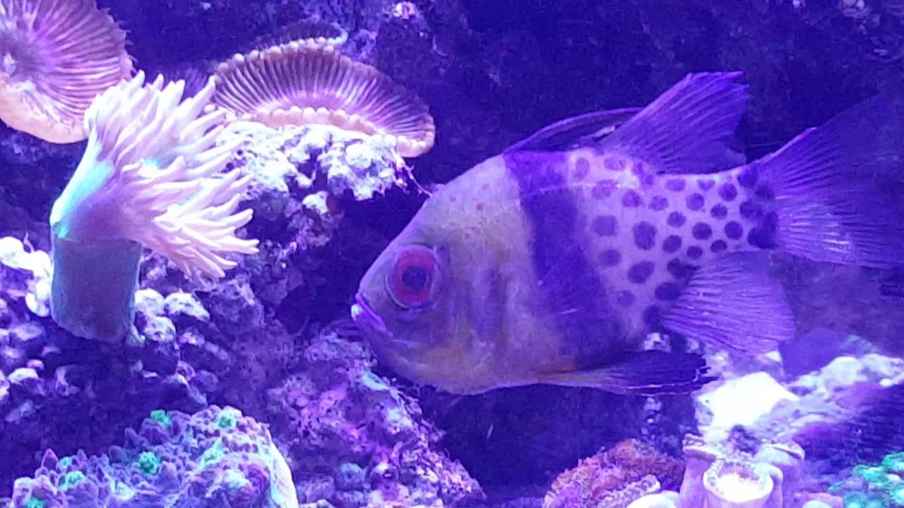 Pajama Cardinal holding eggs