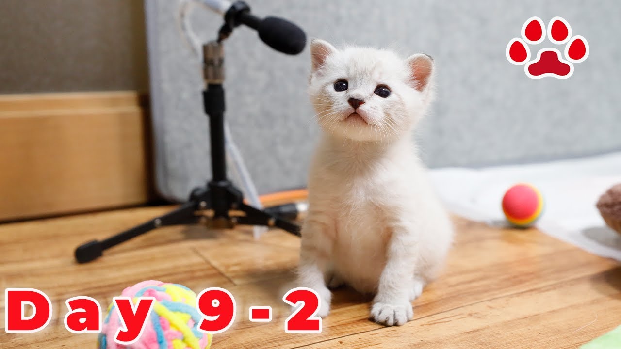 [День 9-Часть 2] Котенок Миель, после первой встречи! Взаимодействие с пожилыми кошками.