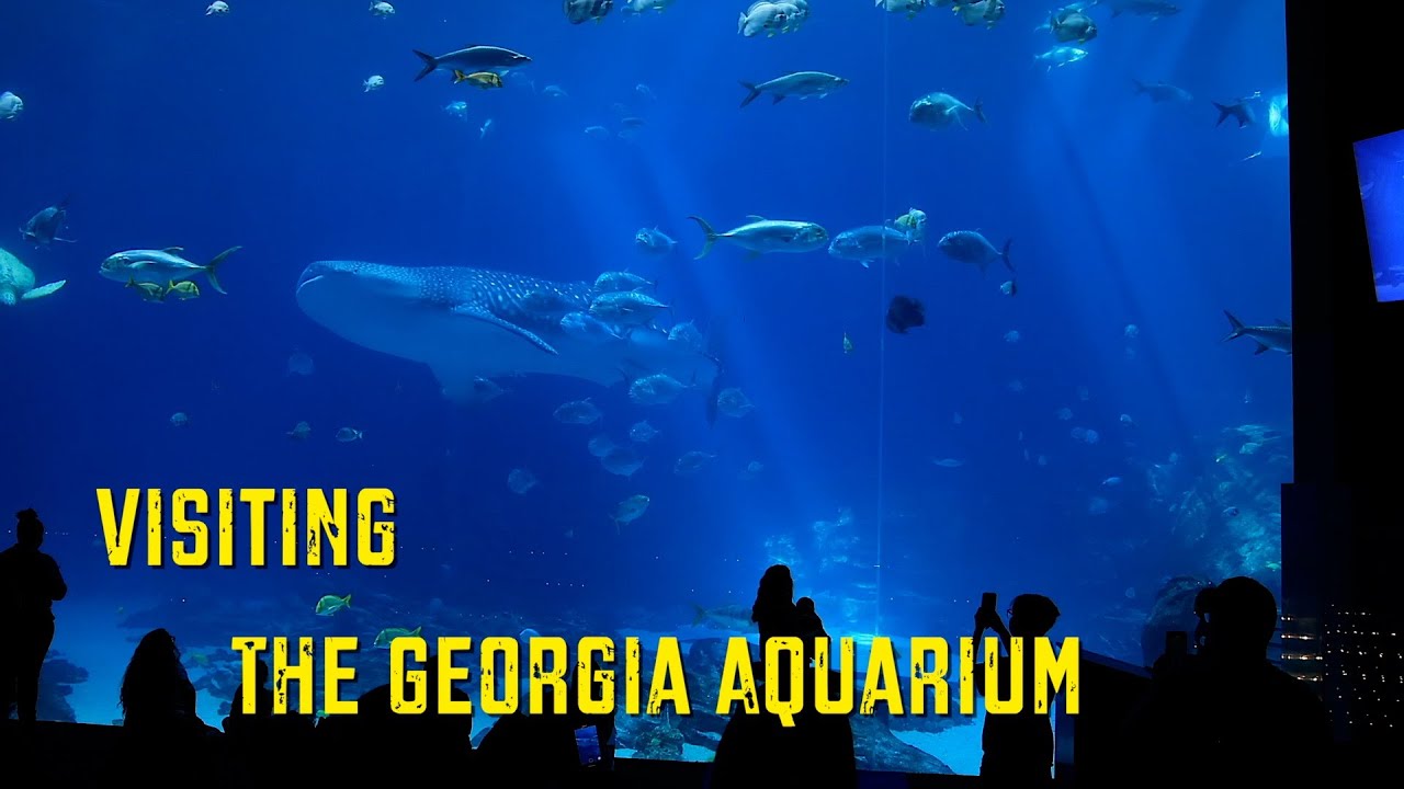 Visiting The Georgia Aquarium