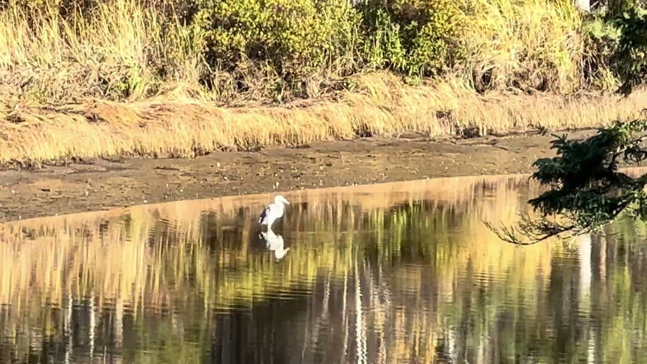 Great White Egret Just Chilling