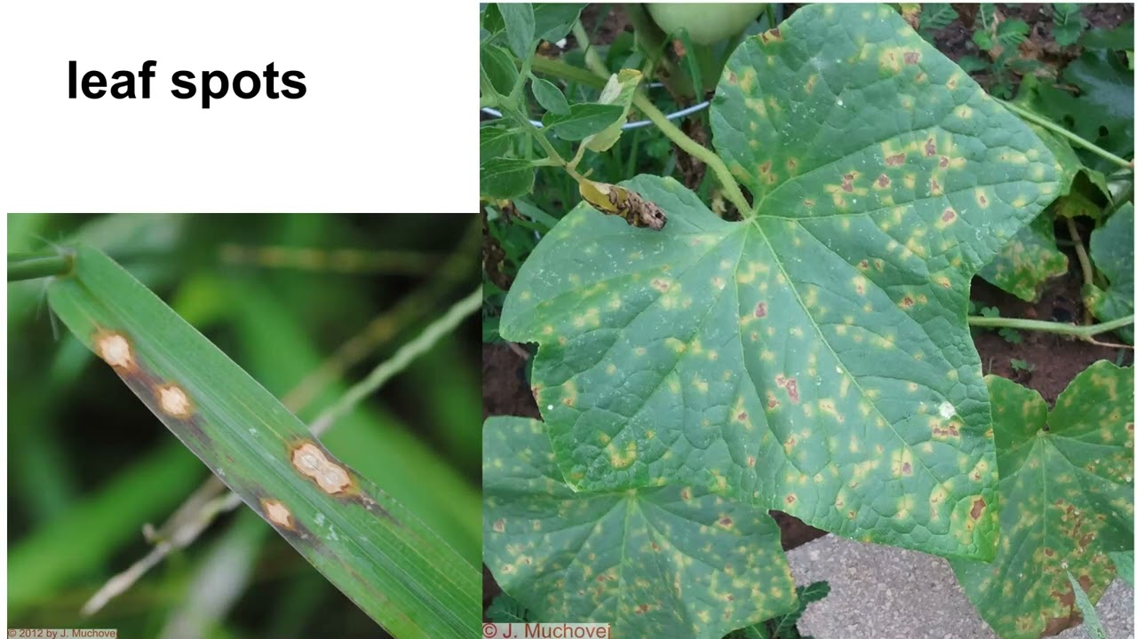 Necrotic plant diseases