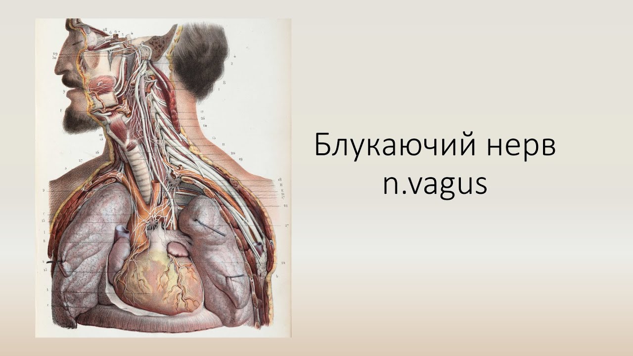 Блукаючий нерв. Топографія, гілки, ділянки іннервації