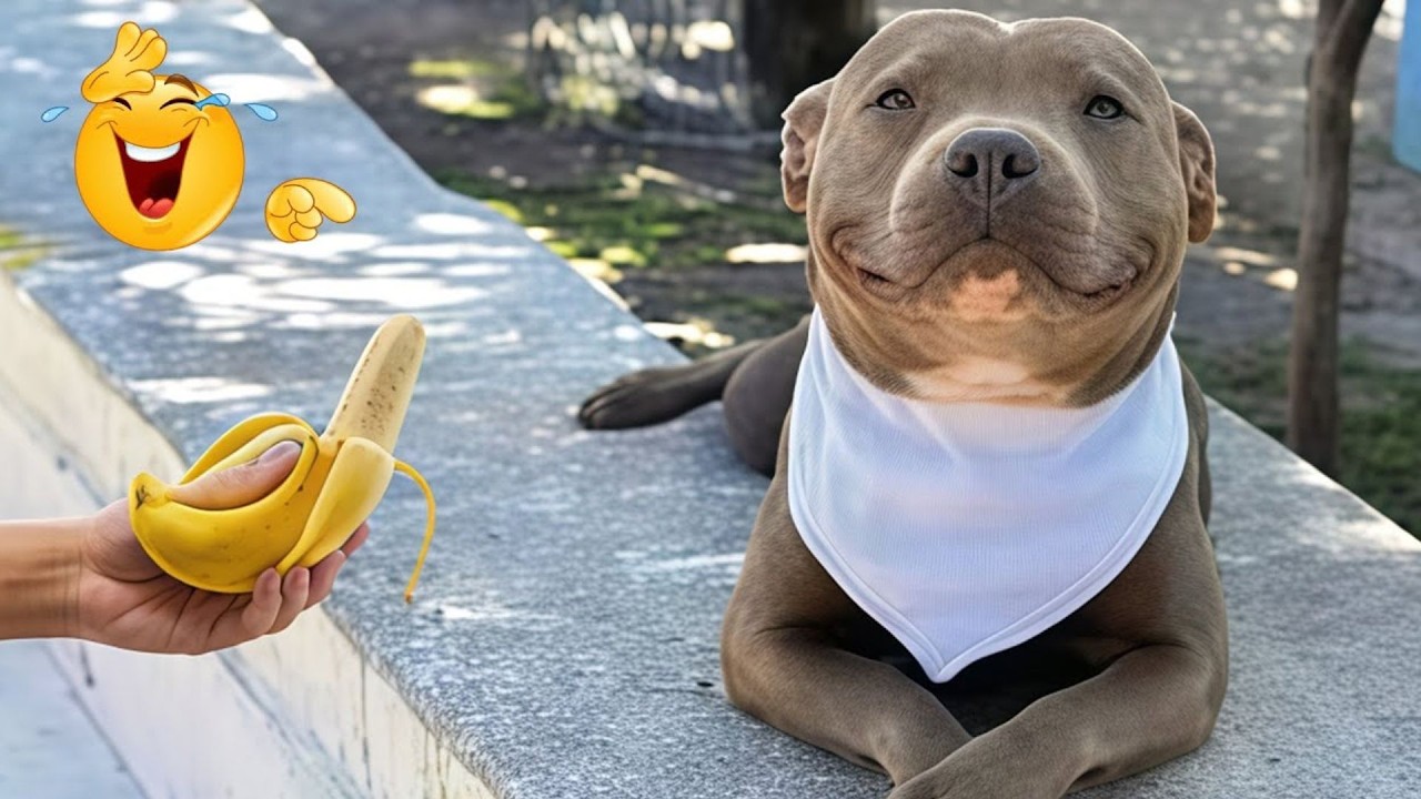 Hilarious Dog Moments That Turned Normal Days Into Chaos 🐶😂