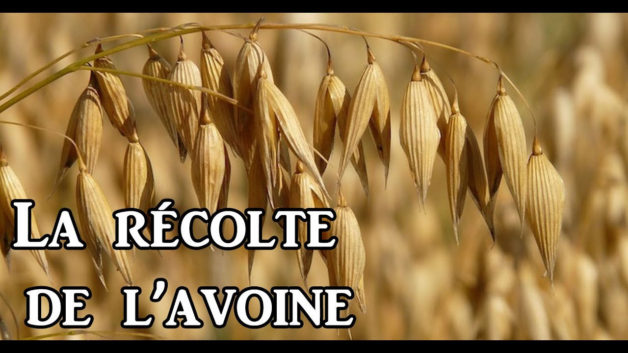 La récolte de l'Avoine 2020 - Une plante aux multiples vertus !