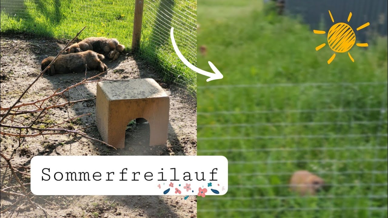 XXL Sommerfreilauf für die Kaninchen aufbauen 🛠️🐰🌸🌻🌼
