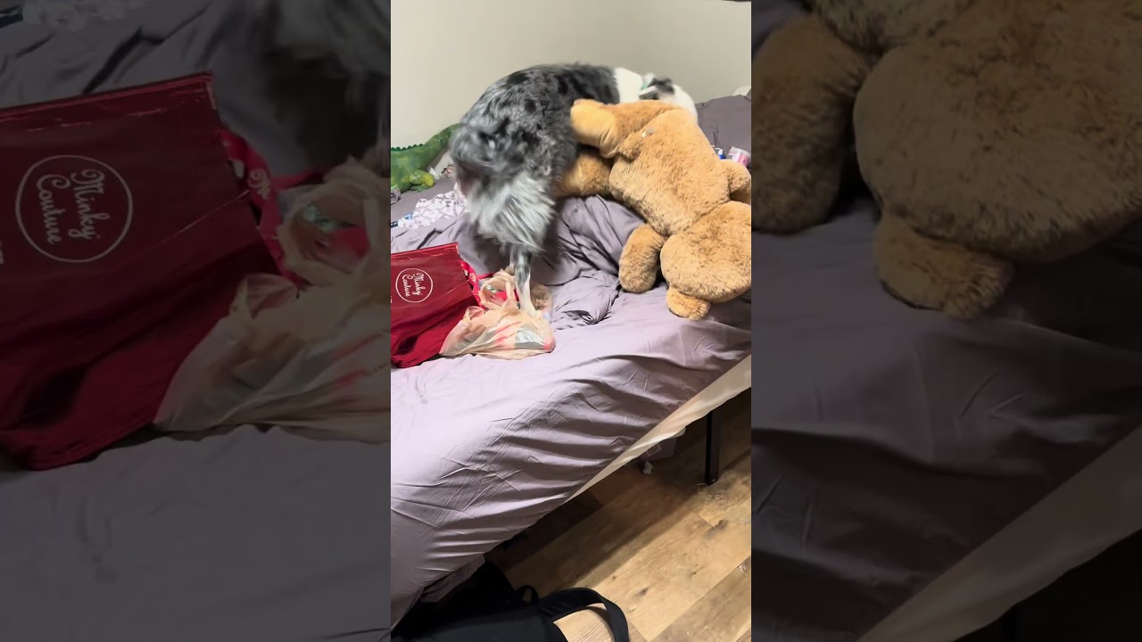 Sossa gets a new toy!!!! 