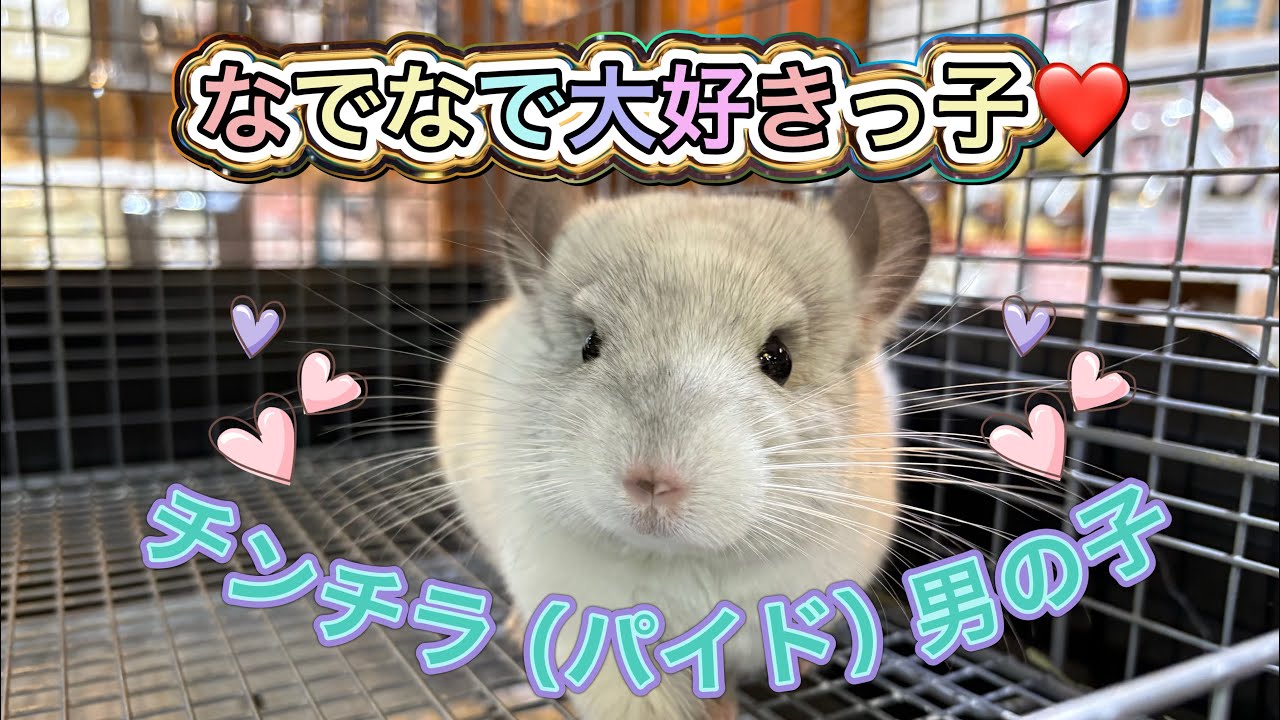 なでられるの大好きなチンチラ（パイド）のご紹介（熱帯倶楽部　東川口本店）