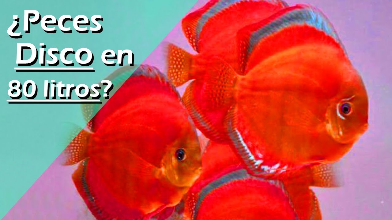 140Ⓜ️🔲.- ¿SE PUEDEN TENER PECES DISCO en ACUARIOS PEQUEÑOS? 🐟 80, 100 y 120 Litros