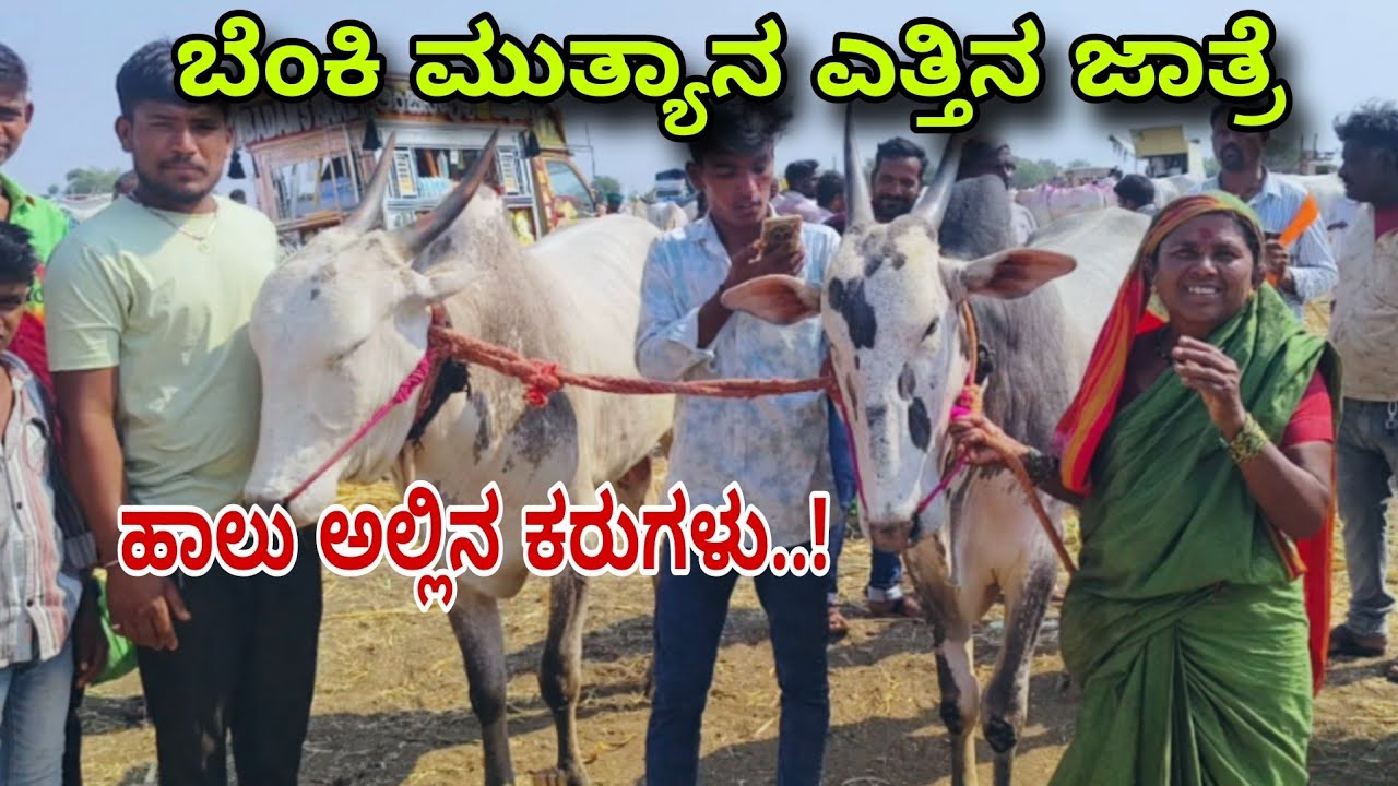 ಬೆಂಕಿ ಮುತ್ಯಾನ ಜಾತ್ರೆ | ಯನಗುಂಟಿ ಎತ್ತಿನ ಜಾತ್ರೆ 2026 | bulls market 2026