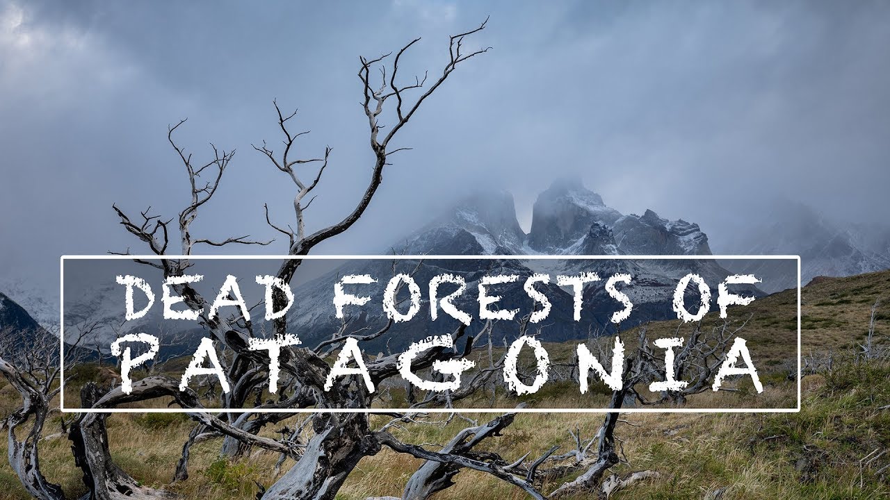 Photographing the Dead Forests of Patagonia