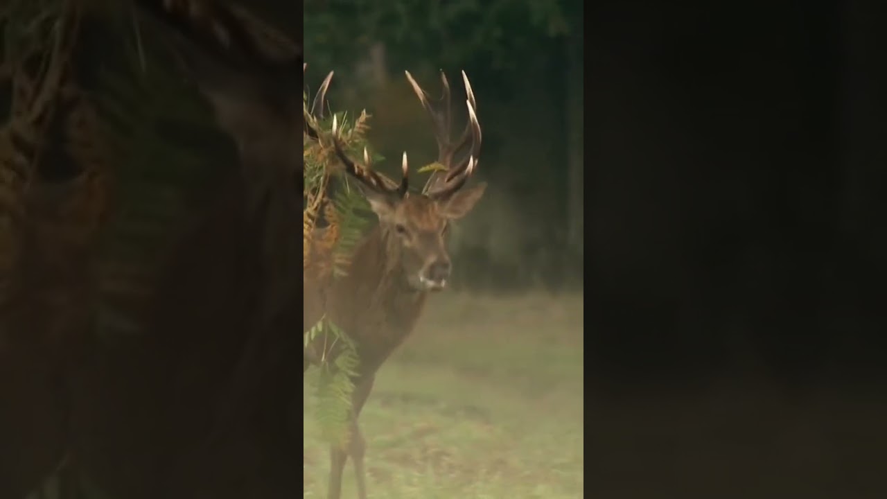 Deer FIGHT  Hirsch Kampf