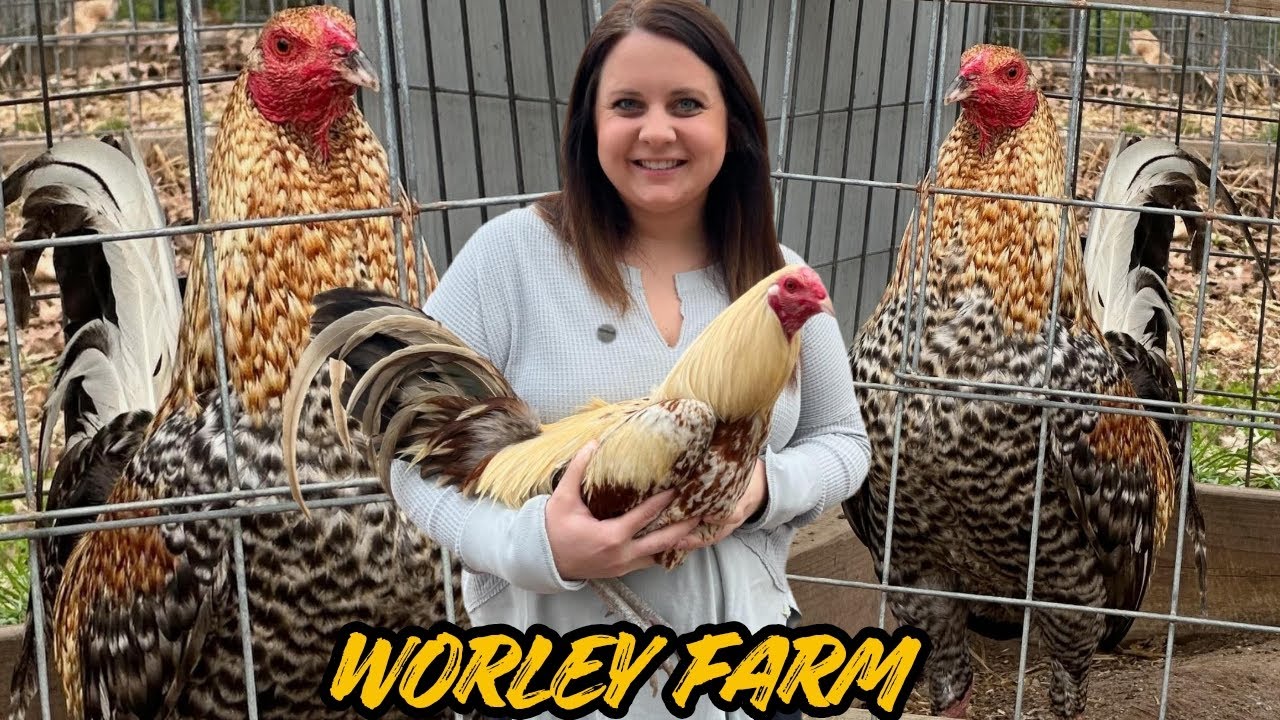 CODY WORLEY - Feeding Time Shape Outdoor Chicken Coop Big Farm