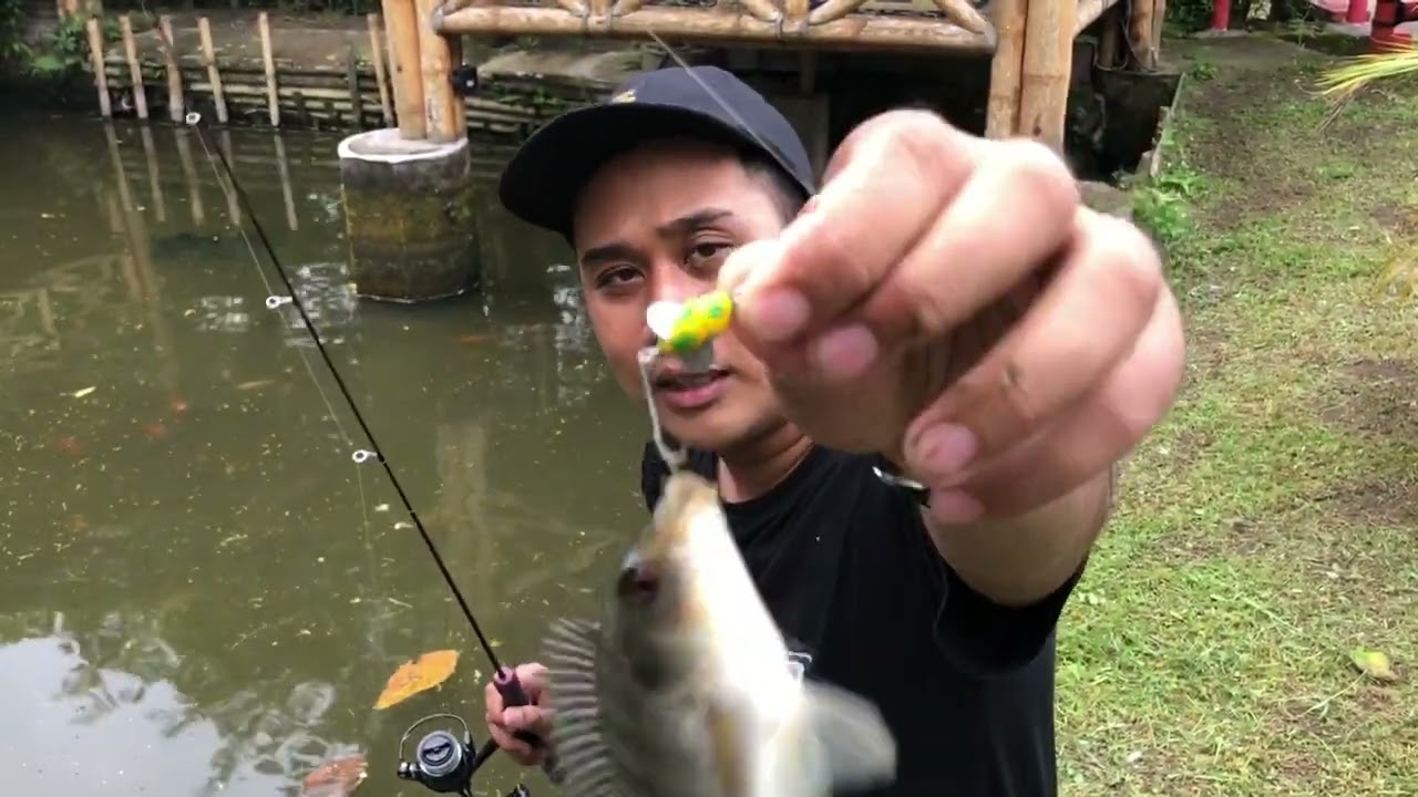 Umpan Ampuh Casting Nila Kolam‼️