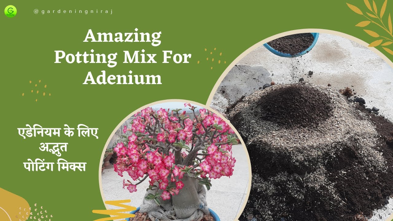 Amazing Potting Mix For Adenium || एडेनियम के लिए अद्भुत पोटिंग मिक्स || Potting Mix for Adenium
