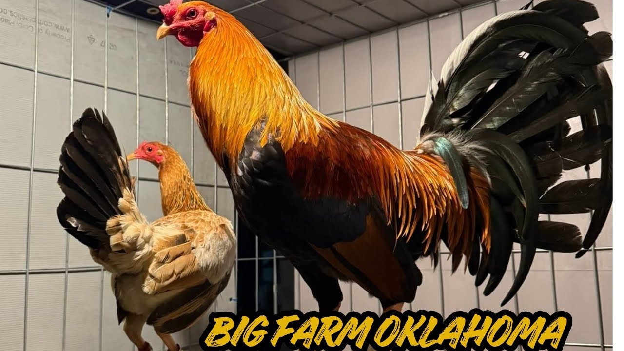 BIG FARM G3 - Beautiful Feeding Time Shape Chicken Coop Indoor Outdoor Breeding Pens
