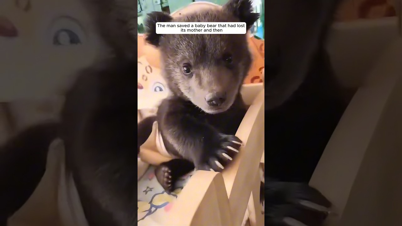 The man saved a baby bear that had lost its mother and nurtured it with love #animalshorts