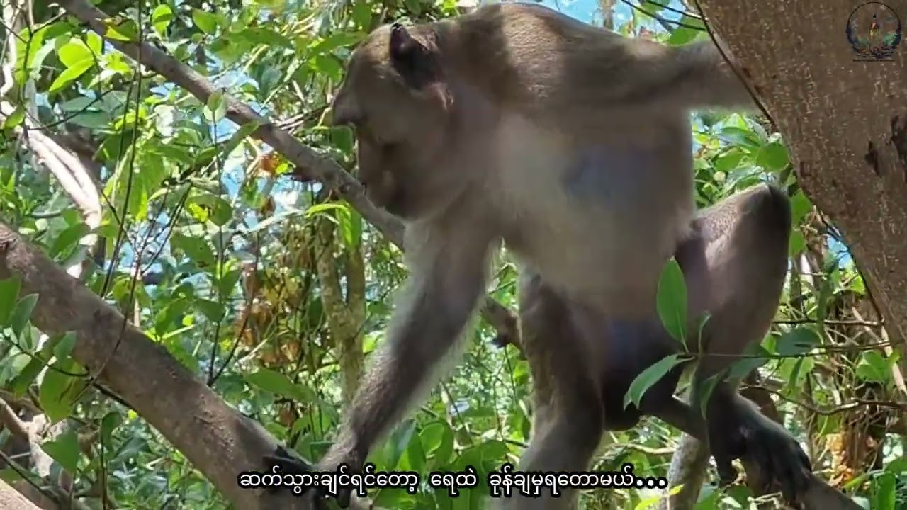 Talking with Monkey, Shin Maw, Dawei Peninsula, Myanmar 