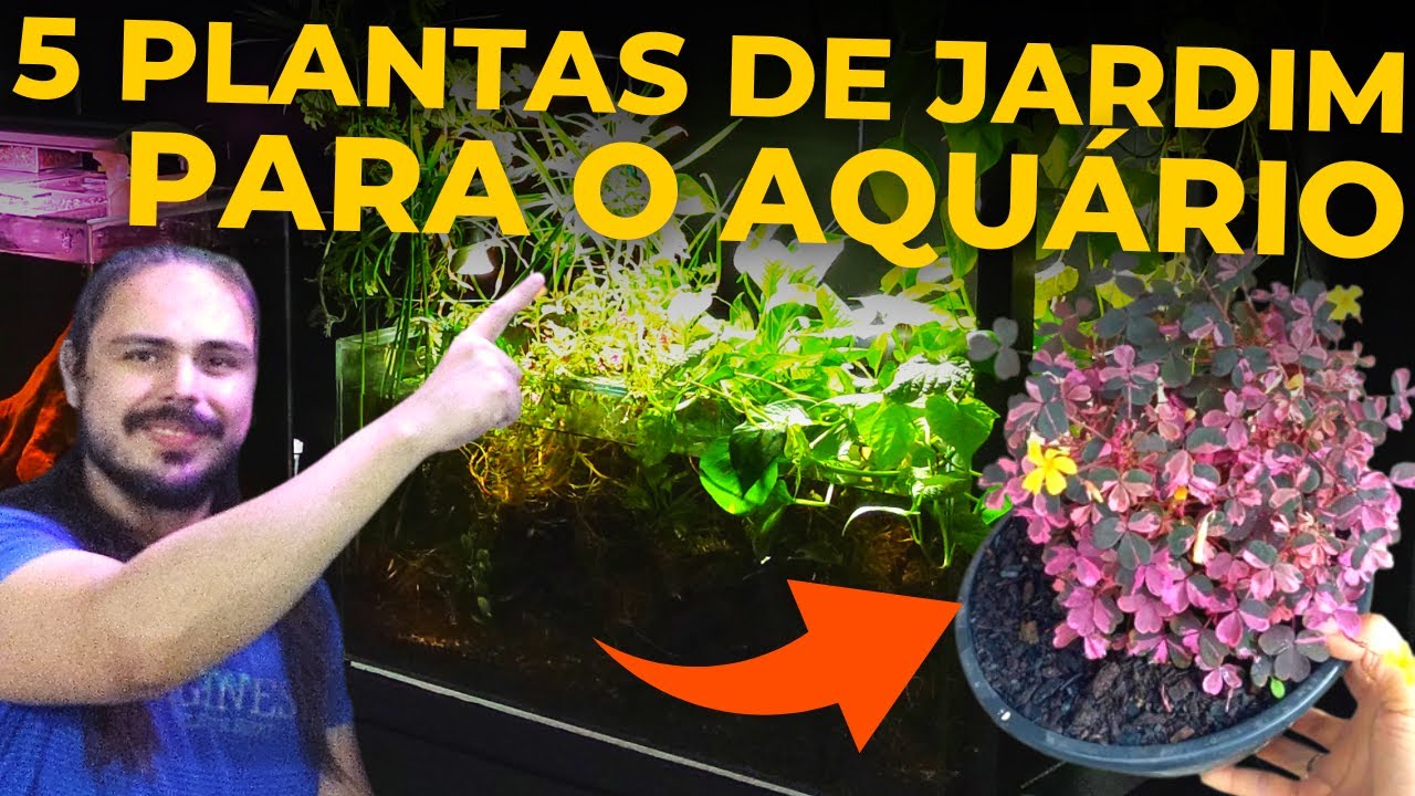 🔴TOP 5 PLANTAS DE JARDIM PARA POR EM AQUÁRIOS |Mr. Betta|