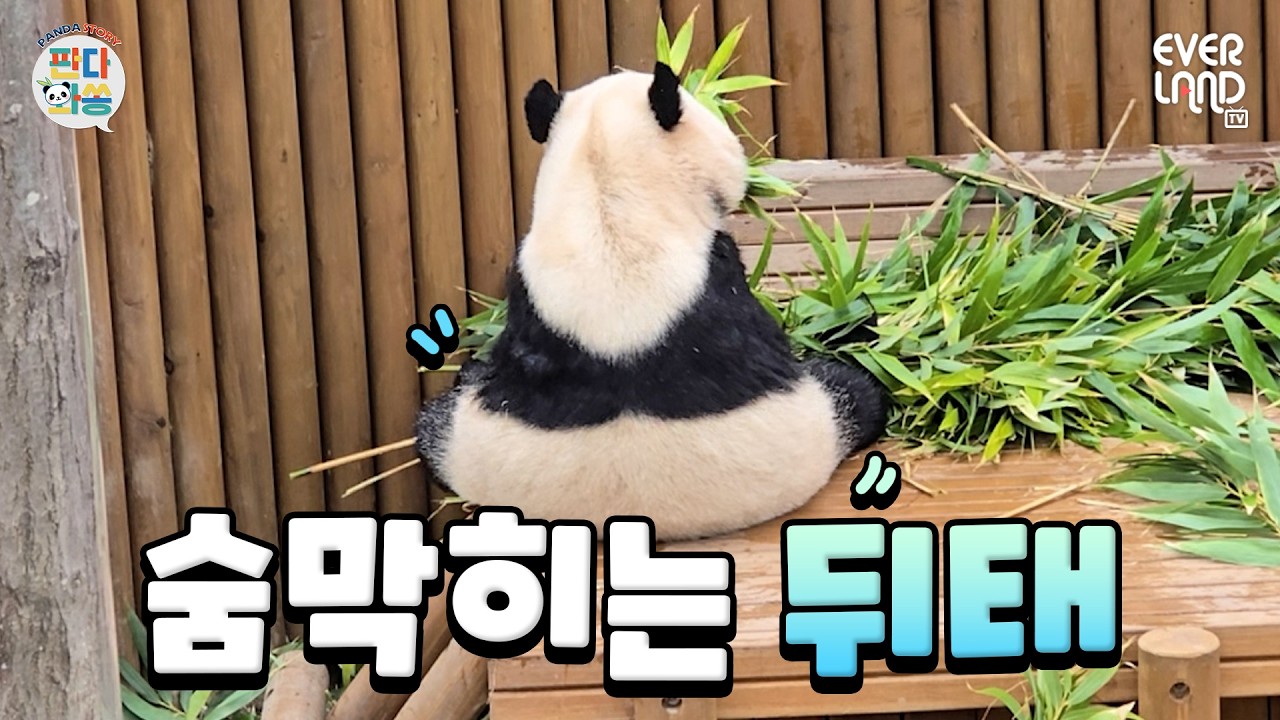 주먹밥이 대나무를 먹어요???｜#판다와쏭 #250