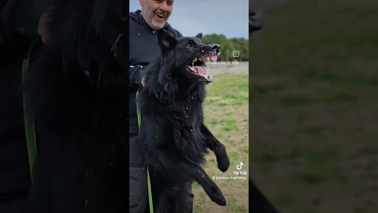 groenendael power 🔋 💪 ✨️ protection work at dodogs