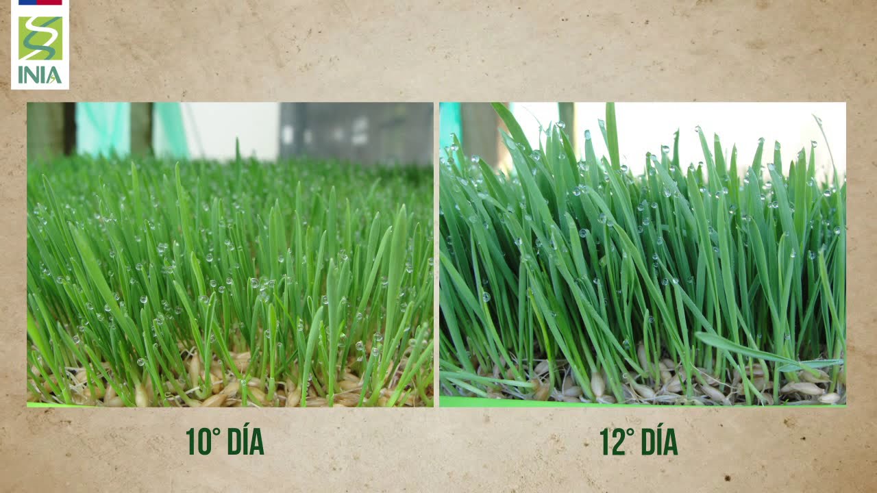 Video INIA La Cruz Nº 18 Producción de forraje verde hidropónico